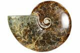 Polished, Agatized Ammonite (Cleoniceras) - Madagascar #104847-1